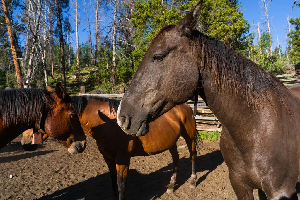 Horses